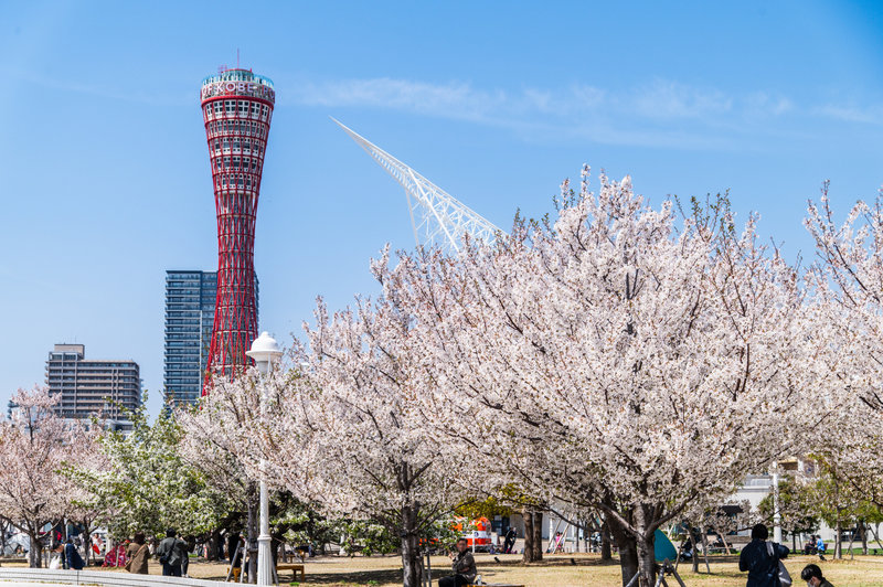 神戶港 美利堅公園 神戶塔