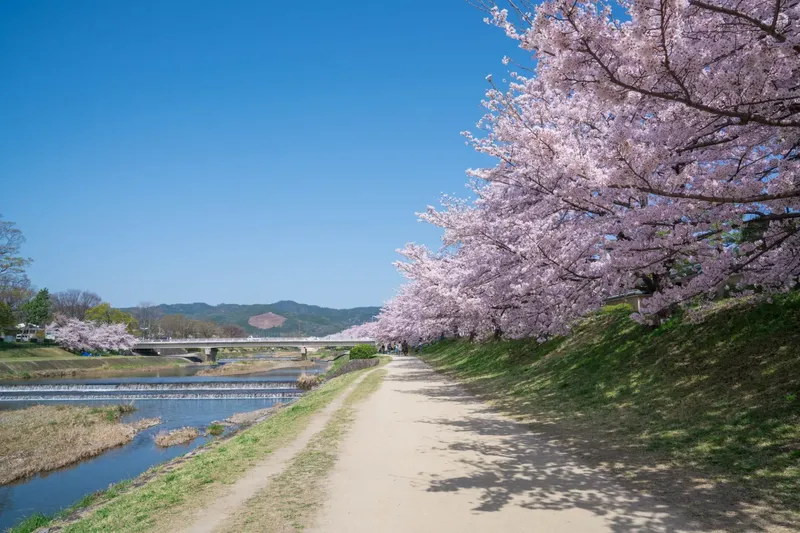 鴨川 花廊 黃昏