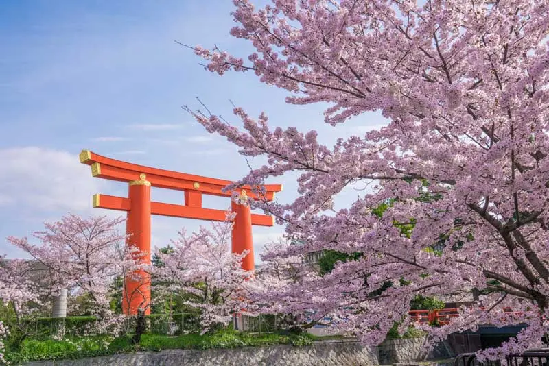 平安神宮 大鳥居 吉野櫻
