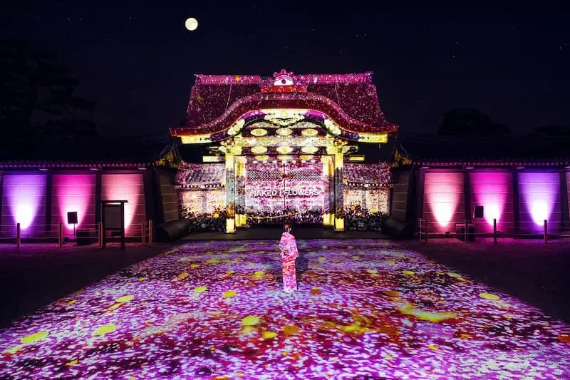 京都 夜桜 燈光秀